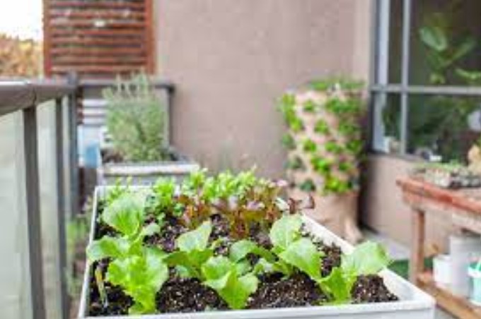 Beautiful balcony garden with fresh vegetables